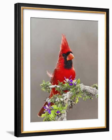 Northern Cardinal, Texas, USA-Larry Ditto-Framed Photographic Print