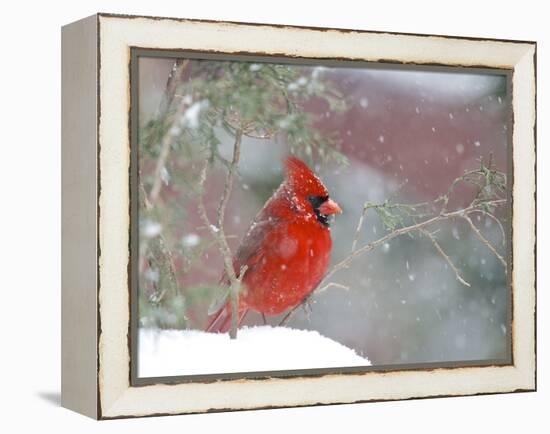 Northern Cardinal-Gary Carter-Framed Premier Image Canvas