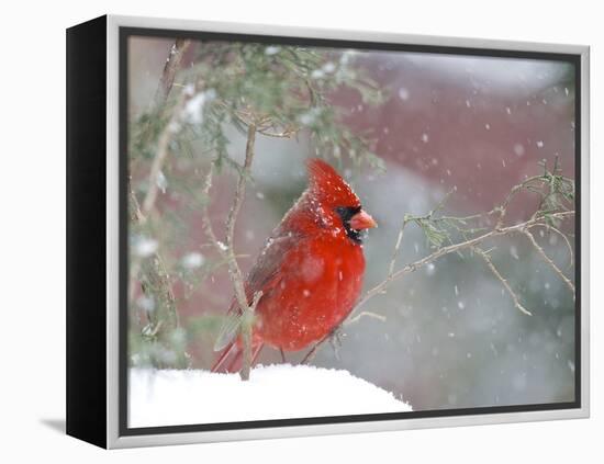 Northern Cardinal-Gary Carter-Framed Premier Image Canvas