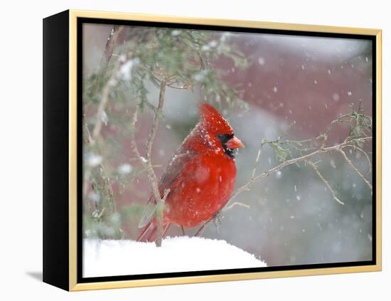 Northern Cardinal-Gary Carter-Framed Premier Image Canvas