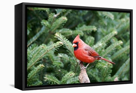 Northern Cardinal-Gary Carter-Framed Premier Image Canvas