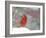 Northern Cardinal-Gary Carter-Framed Photographic Print