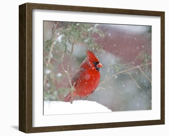 Northern Cardinal-Gary Carter-Framed Photographic Print