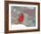 Northern Cardinal-Gary Carter-Framed Photographic Print