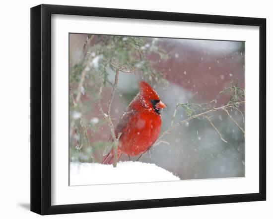 Northern Cardinal-Gary Carter-Framed Photographic Print