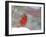 Northern Cardinal-Gary Carter-Framed Photographic Print