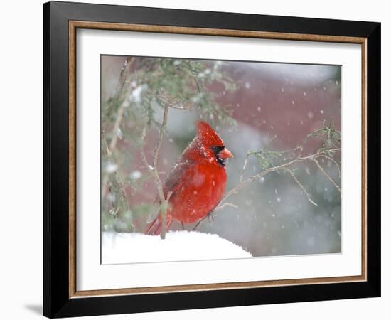 Northern Cardinal-Gary Carter-Framed Photographic Print