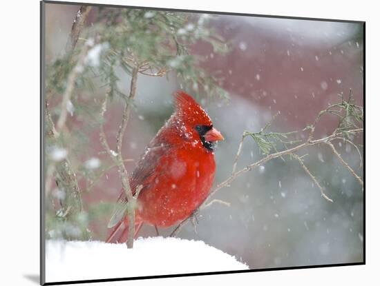 Northern Cardinal-Gary Carter-Mounted Photographic Print