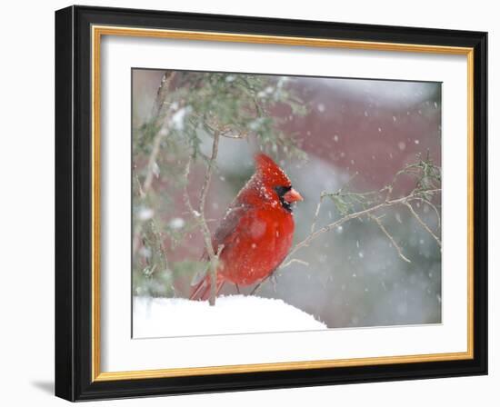 Northern Cardinal-Gary Carter-Framed Photographic Print