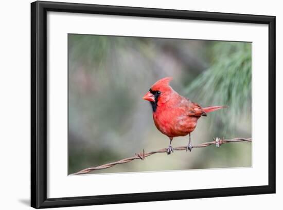 Northern Cardinal-Gary Carter-Framed Photographic Print