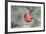 Northern Cardinal-Gary Carter-Framed Photographic Print