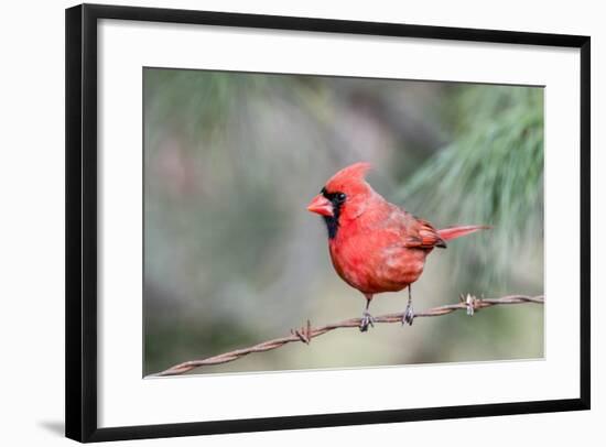 Northern Cardinal-Gary Carter-Framed Photographic Print