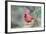 Northern Cardinal-Gary Carter-Framed Photographic Print