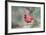 Northern Cardinal-Gary Carter-Framed Photographic Print