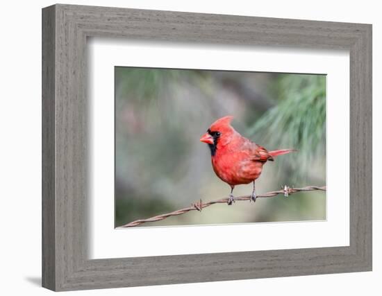 Northern Cardinal-Gary Carter-Framed Photographic Print