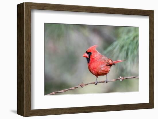 Northern Cardinal-Gary Carter-Framed Photographic Print