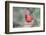 Northern Cardinal-Gary Carter-Framed Photographic Print