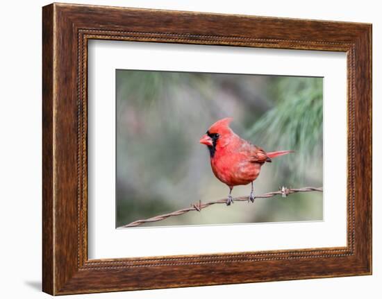 Northern Cardinal-Gary Carter-Framed Photographic Print