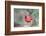 Northern Cardinal-Gary Carter-Framed Photographic Print