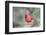 Northern Cardinal-Gary Carter-Framed Photographic Print