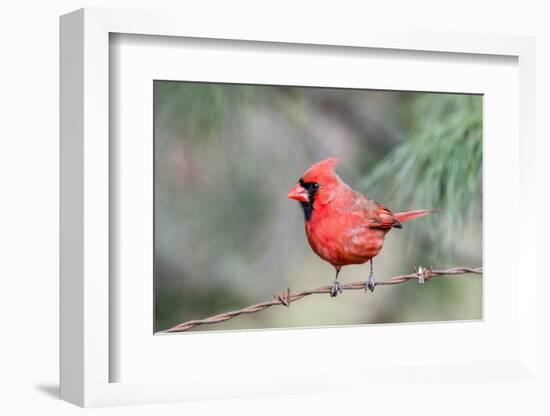 Northern Cardinal-Gary Carter-Framed Photographic Print