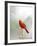 Northern Cardinal-Gary Carter-Framed Photographic Print