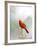 Northern Cardinal-Gary Carter-Framed Photographic Print