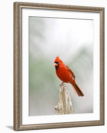 Northern Cardinal-Gary Carter-Framed Photographic Print