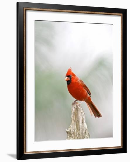 Northern Cardinal-Gary Carter-Framed Photographic Print