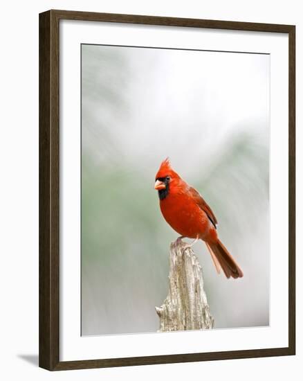 Northern Cardinal-Gary Carter-Framed Photographic Print