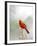 Northern Cardinal-Gary Carter-Framed Photographic Print