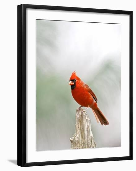 Northern Cardinal-Gary Carter-Framed Photographic Print