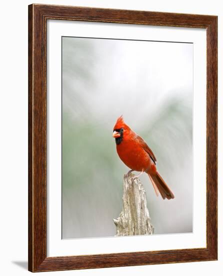 Northern Cardinal-Gary Carter-Framed Photographic Print