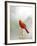 Northern Cardinal-Gary Carter-Framed Photographic Print