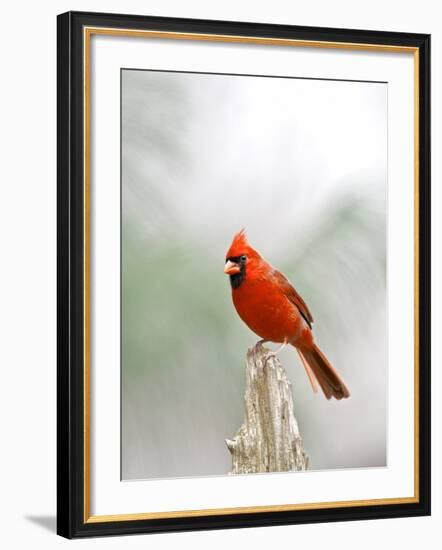 Northern Cardinal-Gary Carter-Framed Photographic Print