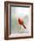 Northern Cardinal-Gary Carter-Framed Photographic Print