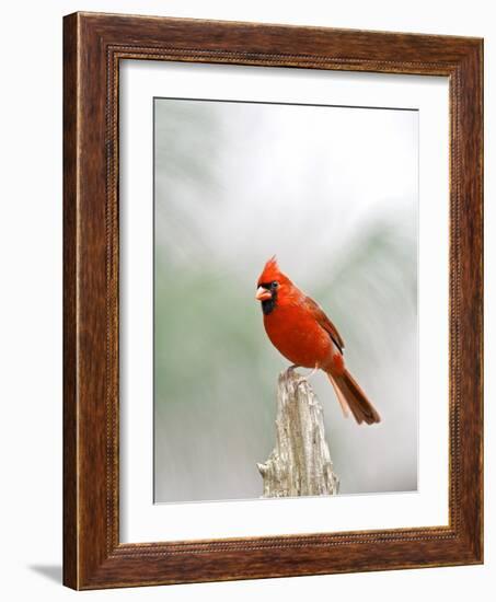 Northern Cardinal-Gary Carter-Framed Photographic Print