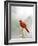 Northern Cardinal-Gary Carter-Framed Photographic Print