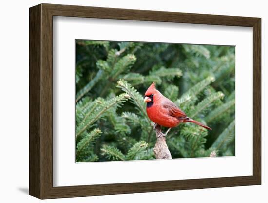 Northern Cardinal-Gary Carter-Framed Photographic Print