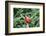 Northern Cardinal-Gary Carter-Framed Photographic Print