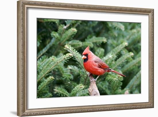 Northern Cardinal-Gary Carter-Framed Photographic Print