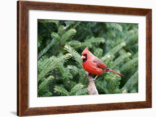 Northern Cardinal-Gary Carter-Framed Photographic Print