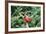 Northern Cardinal-Gary Carter-Framed Photographic Print