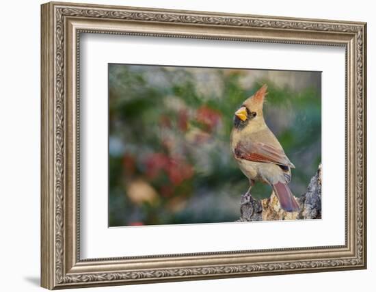 Northern Cardinal-Gary Carter-Framed Photographic Print