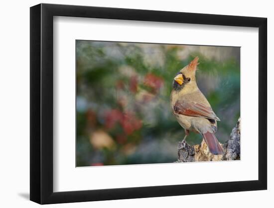 Northern Cardinal-Gary Carter-Framed Photographic Print