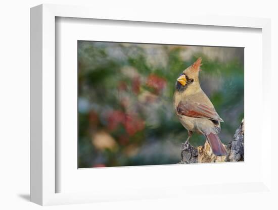 Northern Cardinal-Gary Carter-Framed Photographic Print