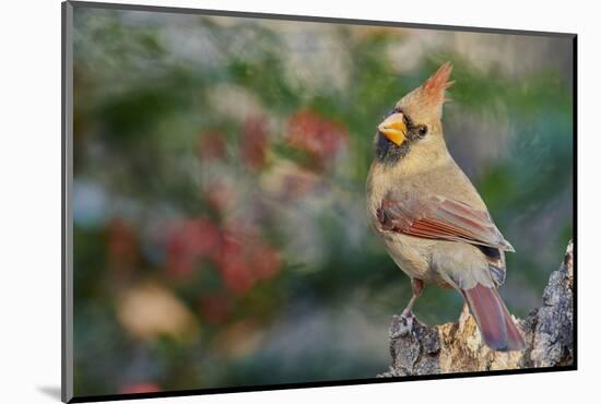 Northern Cardinal-Gary Carter-Mounted Photographic Print