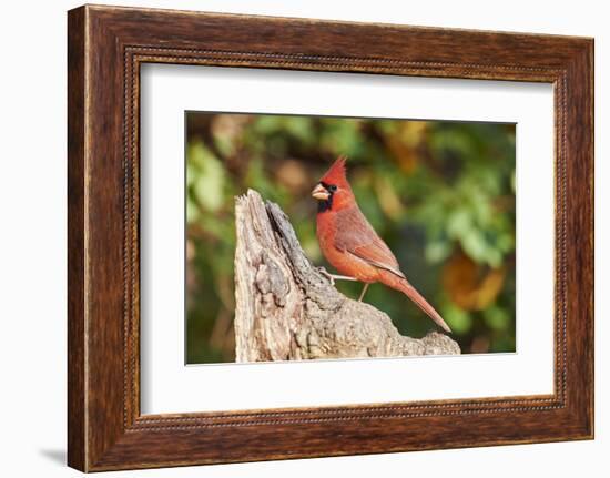 Northern Cardinal-Gary Carter-Framed Photographic Print