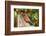 Northern Cardinal-Gary Carter-Framed Photographic Print