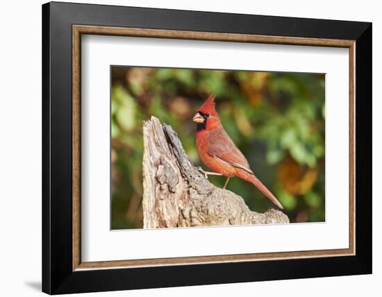 Northern Cardinal-Gary Carter-Framed Photographic Print